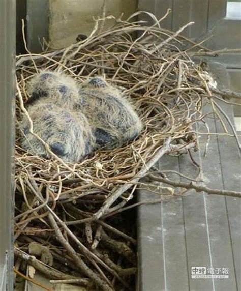 家有鳥築巢|【家裡有鳥築巢】鳥巢報喜！1個跡象代表家宅運勢大。